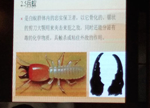 蟻防治技術(shù)培訓班